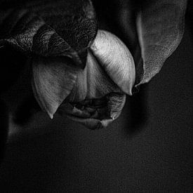 Fleur Triste in zwart-wit van Ingrid Voncken  IV PHOTOGRAPHY