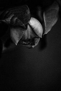 Fleur Triste in zwart-wit van Ingrid Voncken  IV PHOTOGRAPHY