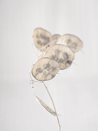 Lunaria
