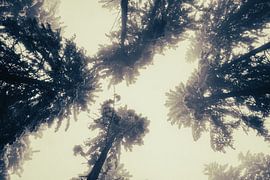 Trees from the bottom, Innsbruck by Travel.san