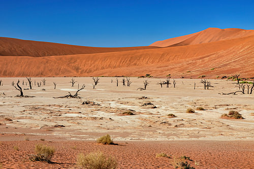 Das Deadvlei in Namibia
