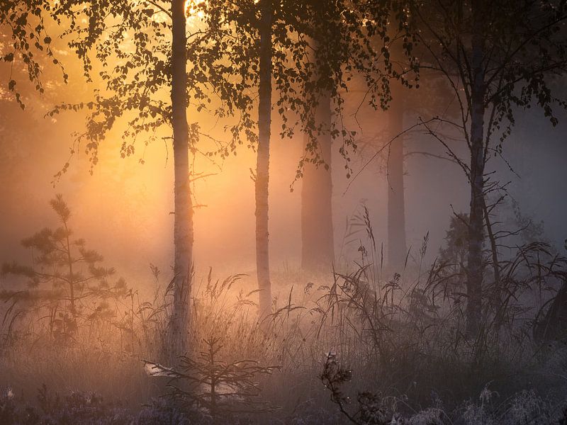 Finnischer Wald von Yvonne Albe