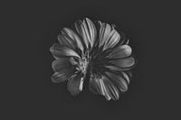 flower back