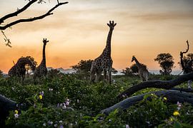 Giraffes with the setting sun in South Africa by Paula Romein