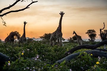 Giraffen met de ondergaande zon in Zuid-Arika van Paula Romein