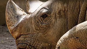 Neushoorn portret van Jürgen Hüsmert