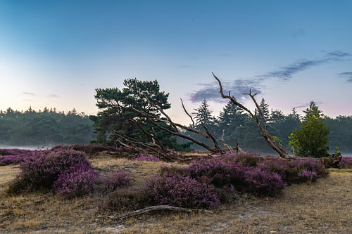 heath