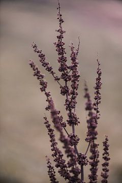 Hohes Gras 2 | Verborgene Schätze in der Natur