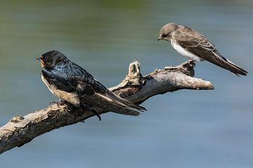 Barn Swallow and Shore Swallow by Loek Lobel