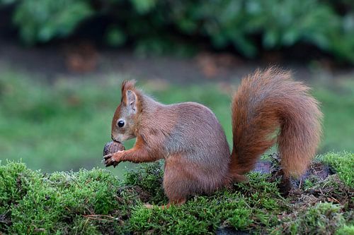 Eekhoorn kust  walnoot