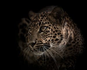 Dieser Panther (Leopard) wartet auf den richtigen Moment von Patrick van Bakkum