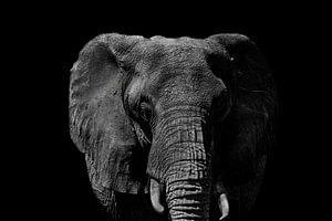 Majestueuze Olifant in Monochrome Zwart Wit
