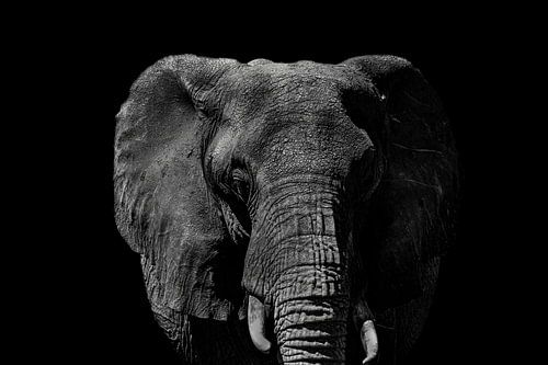 Majestueuze Olifant in Monochrome Zwart Wit