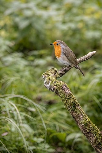Kleine bewaker van het bos, het roodborstje