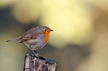 Robin 2 by Roger te Wierike