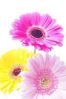 Colorful flowers