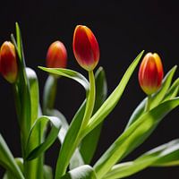Photo of tulips