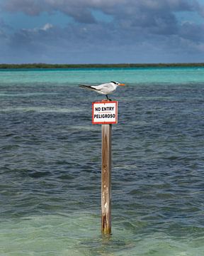 Danger - Bonaire sur Marly De Kok