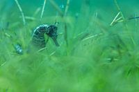 The Seahorse