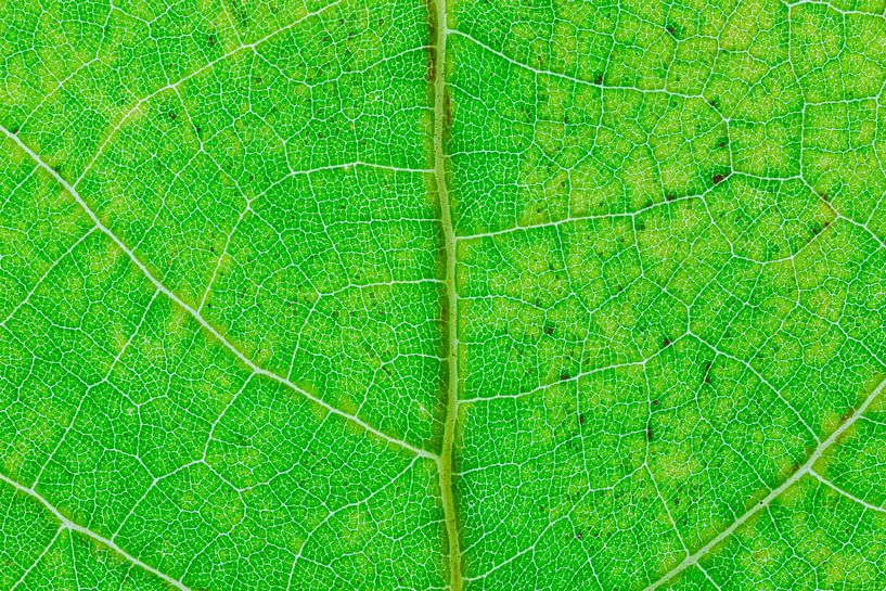 Les nervures des feuilles par Carola Schellekens