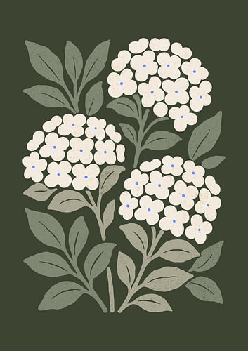 Witte hortensiabloemen