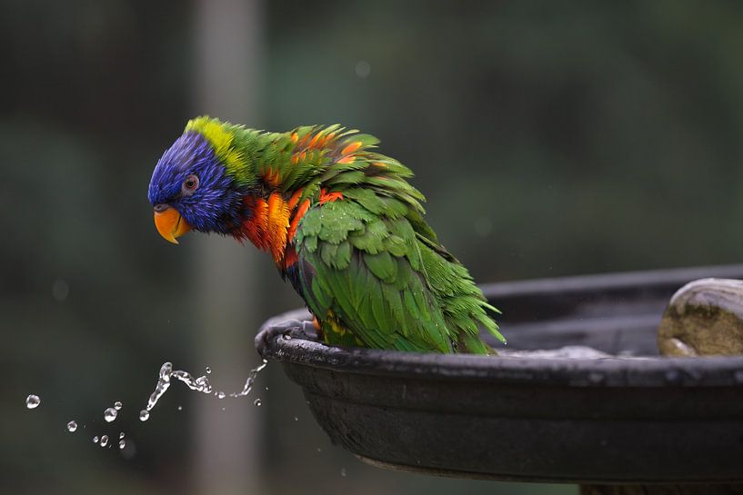 Lori after a wash by Teake Rienk Nijholt