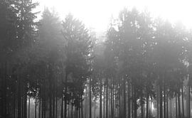 Late Autumn by Thomas Jäger