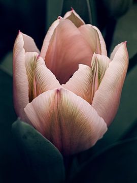 Roze tulp in bloei van Rogier Droogsma