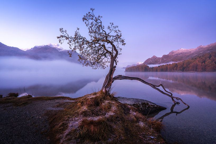 Der Baum von Markus Stauffer