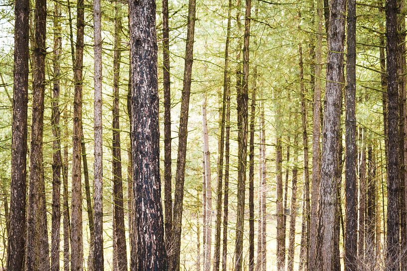 Wald von Koniferen von Dennis Kuzee