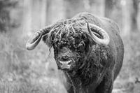 Schotse Hooglander Stier Zwart Wit