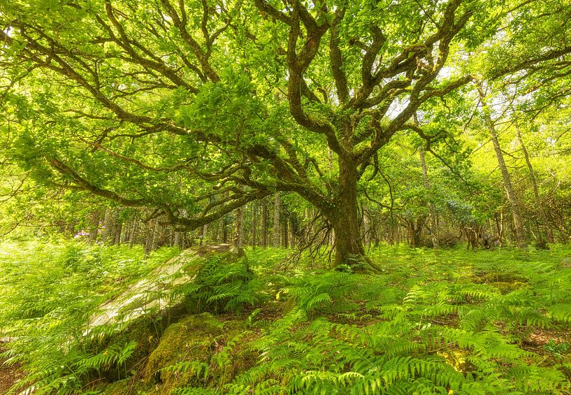 Bois de Tomies - Killarney (Irlande) par Marcel Kerdijk