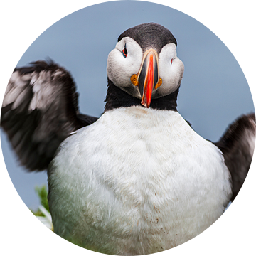 Portret van een Papegaaiduiker (Fratercula arctica)