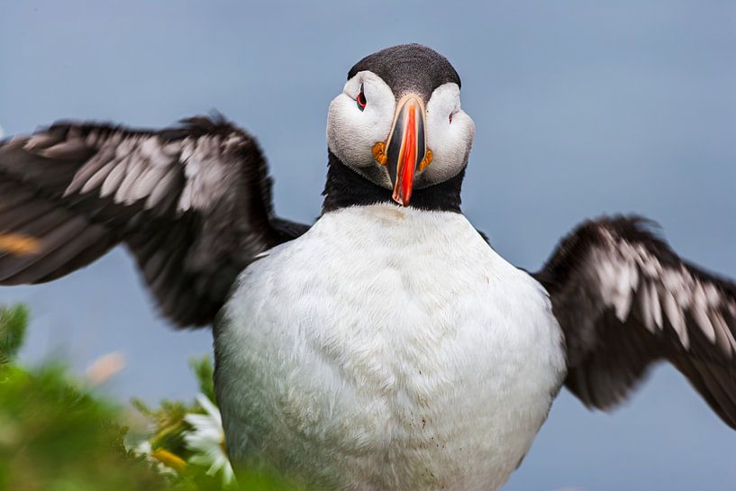 Porträt eines Papageientauchers (Fratercula arctica) von Chris Stenger