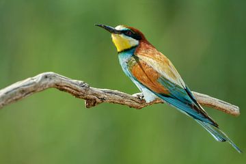 Bee-eater bird on branch