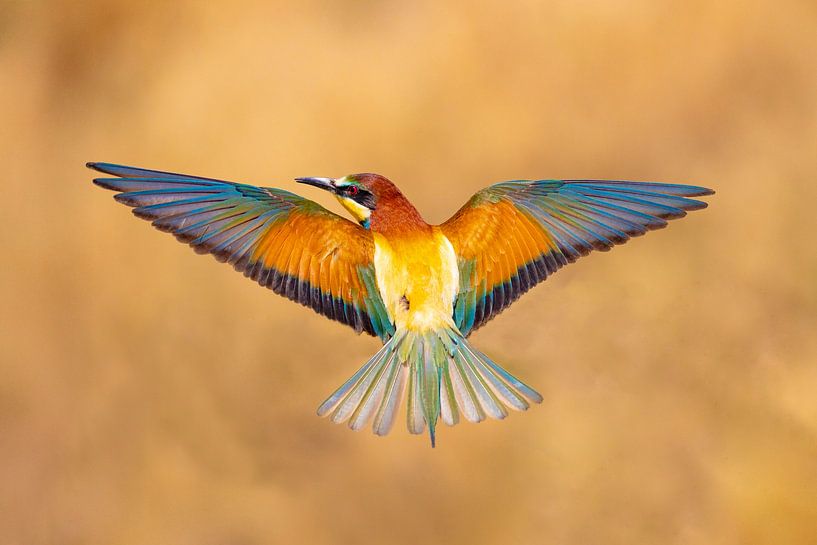 Bee-eater, Merops apiaster by Gert Hilbink