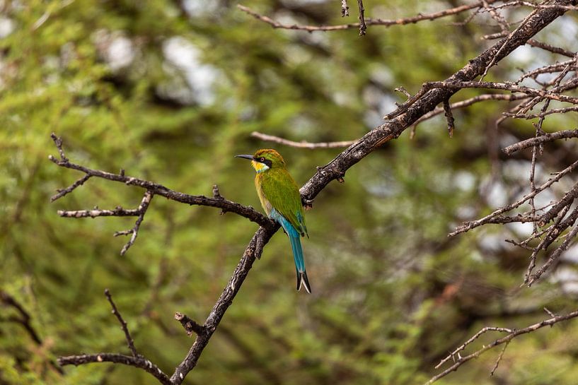 Bee-eater by Maarten Borsje