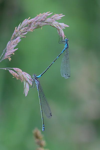 Hang in there van Karin van Rooijen Fotografie