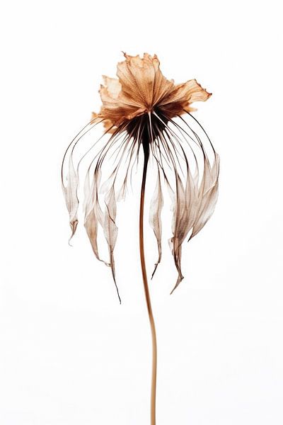 Dry Jellyfish Flower by Treechild