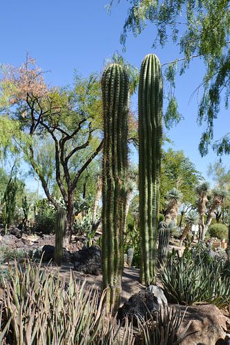 Cactus Garden, Henderson