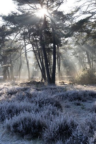 Mûrs sur les landes