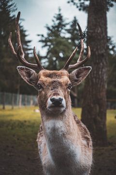 Deer in the deer park in Epe/Heerde by S van Wezep