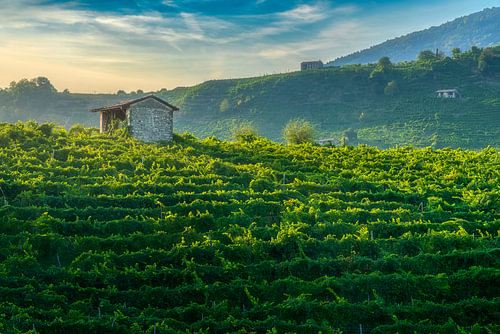 Prosecco-Weinberge und eine ländliche Hütte bei Sonnenuntergang, Valdobbiadene, Italien