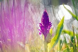 Orchid by Ronald Wilfred Jansen