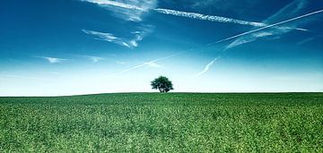 De boom des levens - horizon met eenzame boom en blauwe lucht van Jakob Baranowski - Photography - Video - Photoshop