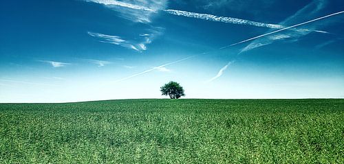 De boom des levens - horizon met eenzame boom en blauwe lucht