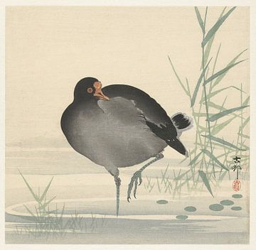 Ohara Koson - Teichhuhn (bearbeitet) von Peter Balan