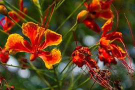Tropical Bloom in Firelight by Piret Victoria Ribas Art & Photography