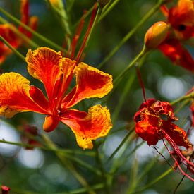 Tropische Blüten im Schein des Feuers von Piret Victoria Ribas Art & Photography
