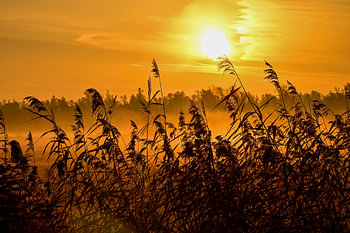 La lumière du soleil derrière les roseaux